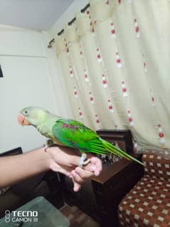 Raw parrot healthy and active / wildlife raw parrot