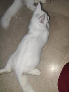 Persian kitten