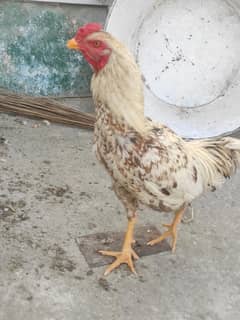 aseel for sale contact no 03375463740