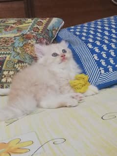 kittens