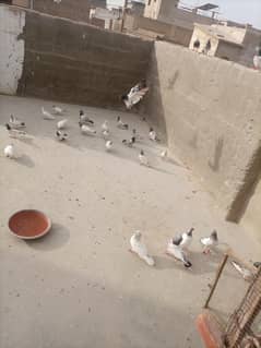 pegions