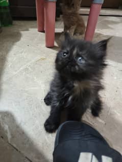 pirshian kiten