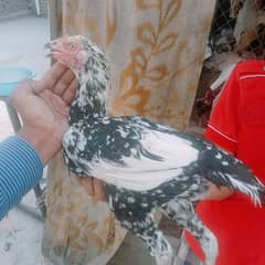 aseel madi