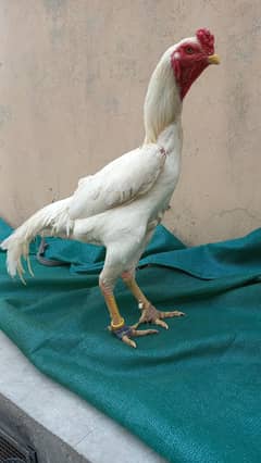white Shamo /Aseel Shamo chicks /king size/ pure aseel/high quality