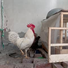 Dasi