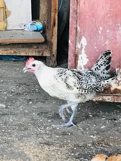 Desi Chicks low price Available(03254048534)