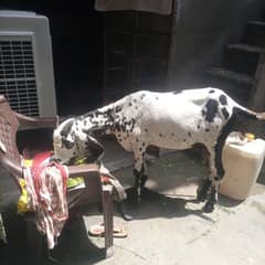 bakri 6 theets black and white