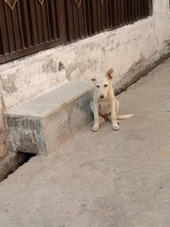 pista dog