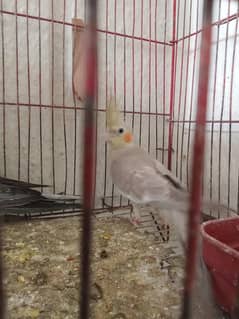 3 female 1 new bor 2 young