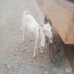 bakra