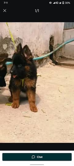 German shepherd puppies Double CoatMy WhatsApp number 03407290940