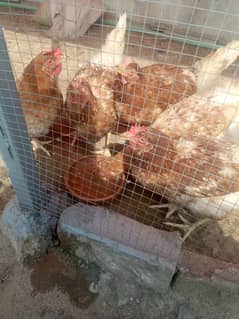 Lohmann brown  5 egg lyning female