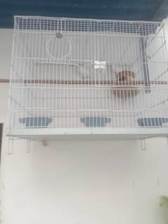 Albino red eyes with cage