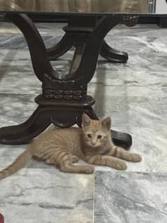 Kitten