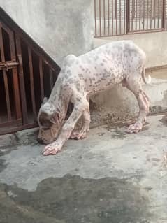 high quality bulldog or Pakistani bully male puppy available