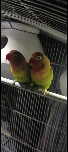 Love Birds 2 breder pair