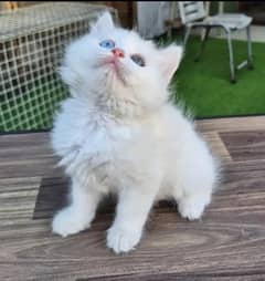Persian cat female potty train triple code 03304246398 my WhatsApp
