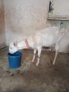 barbari gaban bakri