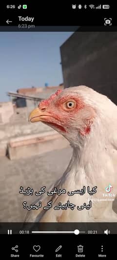 top quality imported aseel