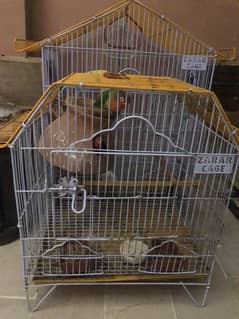 lovebird urgent sell