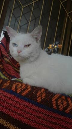 Heterochromia  Breed Cat