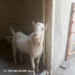 bakra breader for sale