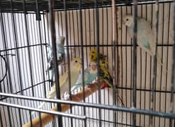 parrot