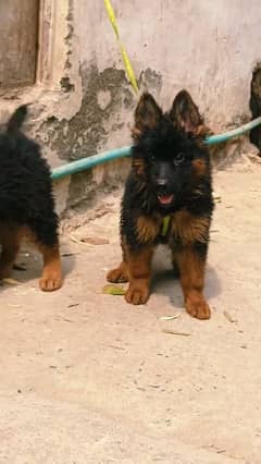 German shepherd puppies Double CoatMy WhatsApp number 03407290940
