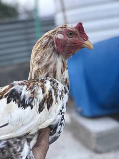Chinese cock