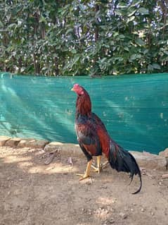 Lakha Mainwali Assel Murga For sale