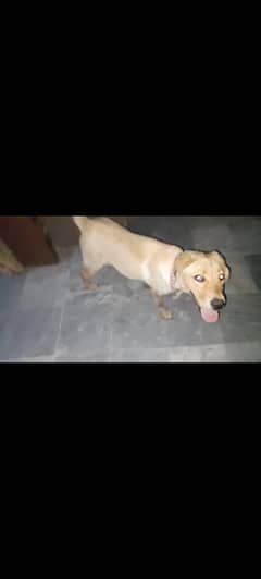 Labrador