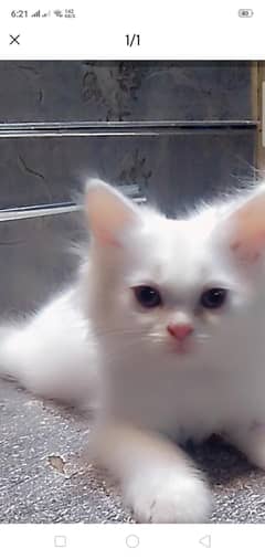 kitten
