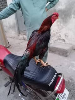 aseel