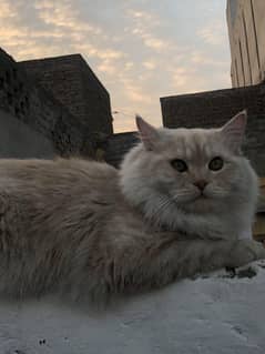 Persian Cat