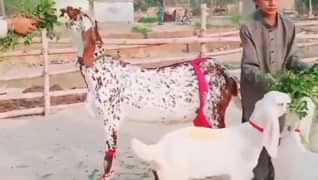 Desi Bakri Our 3 Bacchon Ka Sath Urgent For Sale CALL _03185729839)