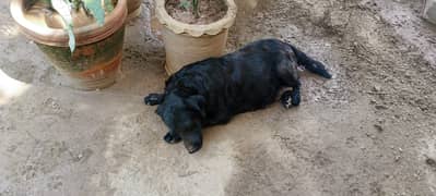 Labrador female adult | labrador | for sale | dogs