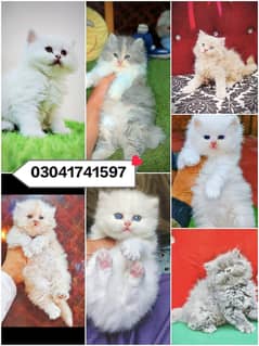 Persian kitten | triple long coated Kittens | Fluffy Kitten For Sale