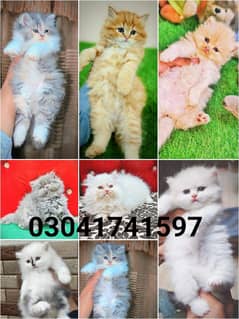 Persian kitten | triple long coated Kittens | Fluffy Kitten For Sale