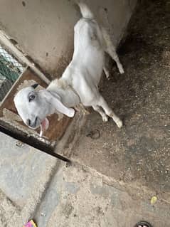 Bakra (Bacha) for sale