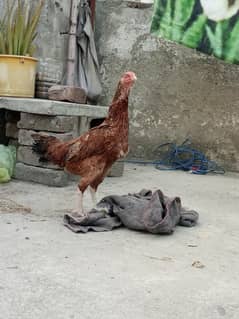 ASEEL hen