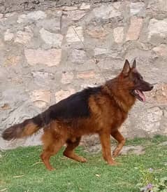 German Shepherd male long coat 15 mahine age for sale vaccine ok