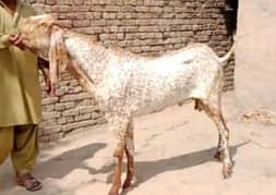 desi bakra for sale WhatsApp number on 03185729839)