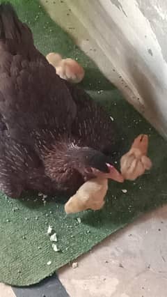 1 hen with 2 Chicks