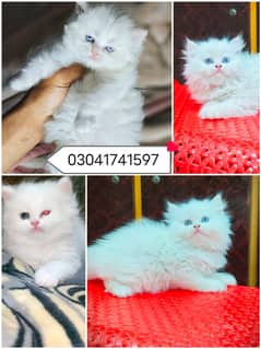 Persian kitten | triple long coated Kittens | Fluffy Kitten For Sale