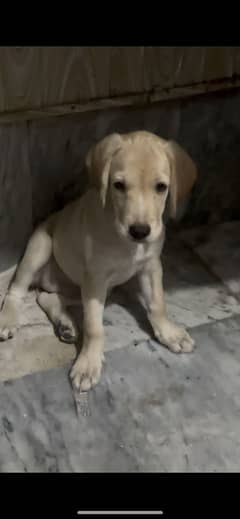 Labrador female puppy