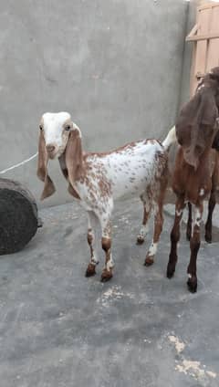 makhachini & beetal