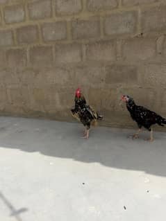 0 size aseel miawali morga full active
