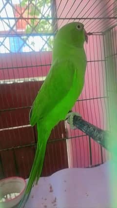 bolne