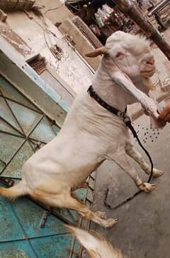 Gulabi Breeder Bakra For Sell