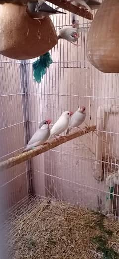 java white silver gray
